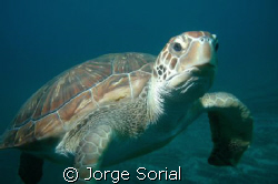 Turtle posing in the Canary Island underwater paradise. by Jorge Sorial 